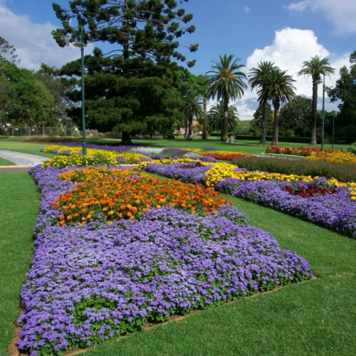 Toowoomba-carnival-of-flowers (8)